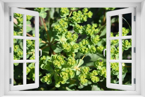 Fototapeta Naklejka Na Ścianę Okno 3D - Spurge (Euphorbia helioscopia)