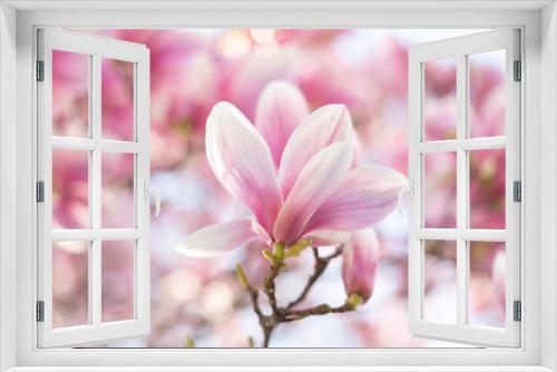 Fototapeta Naklejka Na Ścianę Okno 3D - Magnolia flower in the soft light. Pastels color background