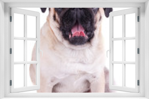Fototapeta Naklejka Na Ścianę Okno 3D - Sad dog pug yawns, shows pink tongue. Isolated