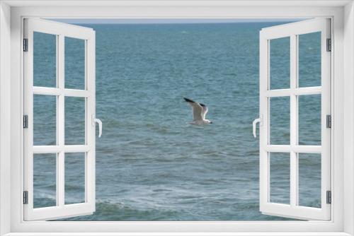 Fototapeta Naklejka Na Ścianę Okno 3D - Close-up of a Beautiful Seagull, Nature, Seascape, Sicily, Italy, Europe