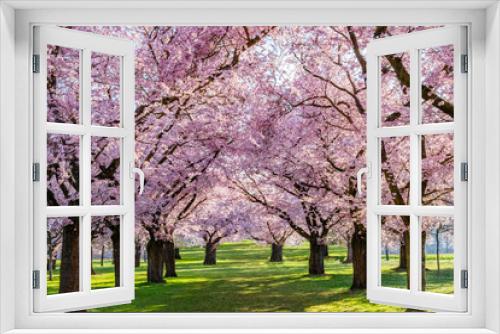 Fototapeta Naklejka Na Ścianę Okno 3D - Sakura Cherry  blossoming alley. Wonderful scenic park with rows of blossoming cherry sakura trees and green lawn in spring on fresh green lawn