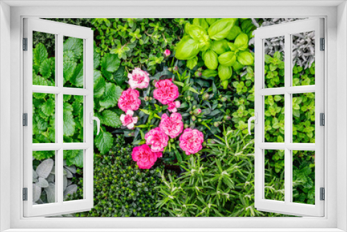 Fototapeta Naklejka Na Ścianę Okno 3D - Herbal green background