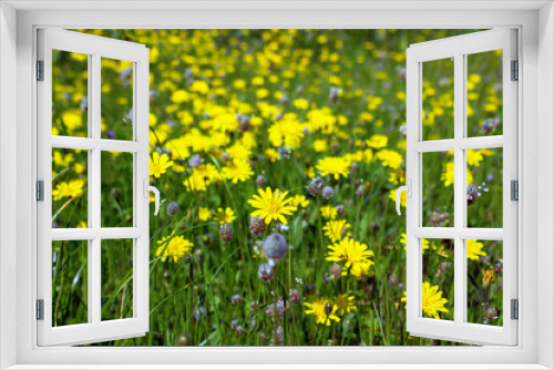 Fototapeta Naklejka Na Ścianę Okno 3D - Green field with yellow dandelions. Closeup of yellow spring flowers. Selective focus.