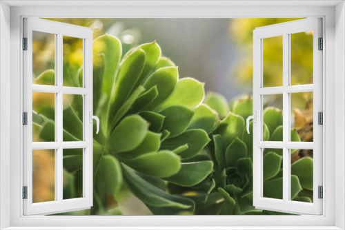 Fototapeta Naklejka Na Ścianę Okno 3D - Green echeveria succulent garden original macro plant