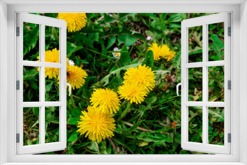 Fototapeta Naklejka Na Ścianę Okno 3D - Yellow bright grass plant flower dandelion growing on ground