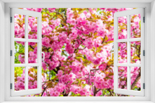 Fototapeta Naklejka Na Ścianę Okno 3D - Blooming pink Japanese cherry or sakura flowers in Europe