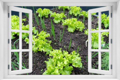 Fototapeta Naklejka Na Ścianę Okno 3D - Pflanzen im Gewächshaus Gemüse Salat Kohlrabi Zwiebeln Radieschen