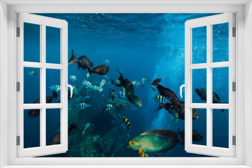Fototapeta Naklejka Na Ścianę Okno 3D - Underwater wild world with school of fish in blue ocean