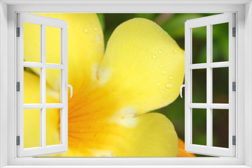 Fototapeta Naklejka Na Ścianę Okno 3D - Yellow Flower macro