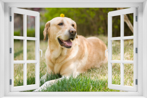 Fototapeta Naklejka Na Ścianę Okno 3D - Labrador Retriever