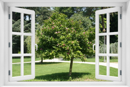 Fototapeta Naklejka Na Ścianę Okno 3D - Magnolia grandiflora