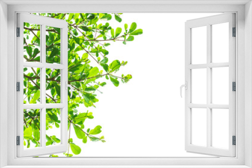 Fototapeta Naklejka Na Ścianę Okno 3D - Green Leaves isolated on white background concept ,clipping paths