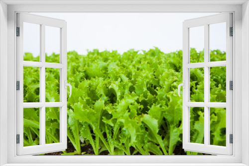 Fototapeta Naklejka Na Ścianę Okno 3D - Small seedlings of lettuce