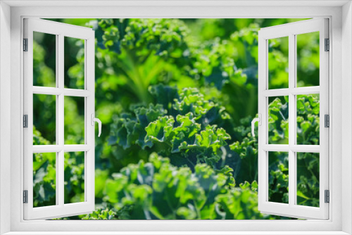 Fototapeta Naklejka Na Ścianę Okno 3D - Growing kale in farm garden