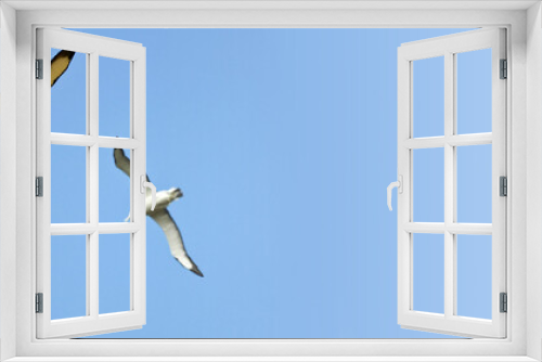 Couple of albatrosses in the sky, New Zealand, blue panoramic background