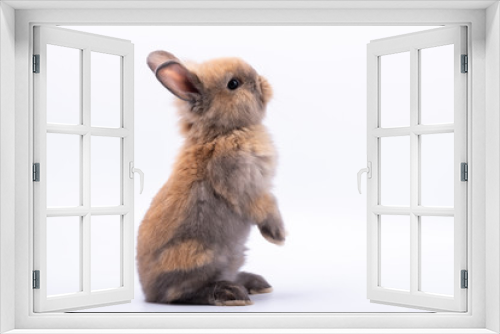 Fototapeta Naklejka Na Ścianę Okno 3D - Baby cute rabbits has a pointed ears, brown fur and sparkling eyes, on white Isolated background, to Easter festival and holidays concept.