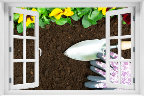 Fototapeta Naklejka Na Ścianę Okno 3D - Gardening tools on soil background. Planting spring pansy flower in garden. Spring garden work concept 