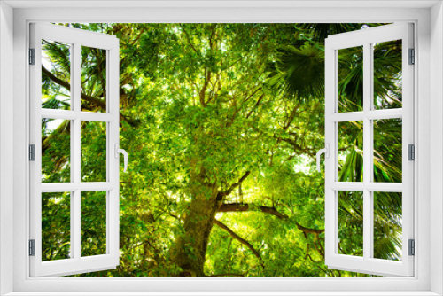 Fototapeta Naklejka Na Ścianę Okno 3D - tree in forest
