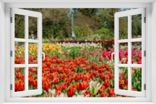 Fototapeta Naklejka Na Ścianę Okno 3D - Beautiful tulips blossom in a sunny day at Descanso Garden