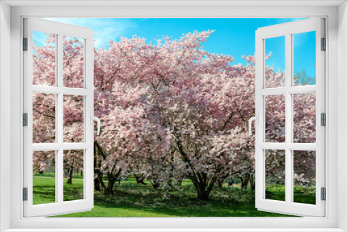 Fototapeta Naklejka Na Ścianę Okno 3D - cherry blossom tree in springtime with blue sky