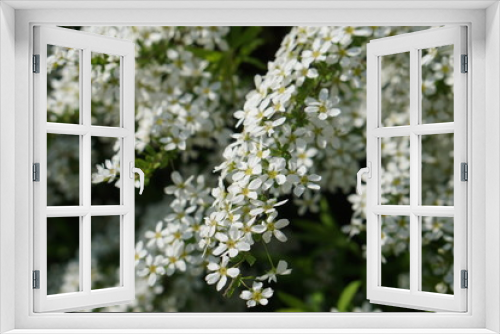 Fototapeta Naklejka Na Ścianę Okno 3D - Frühling in Deutschland | weißer Blütenzauber