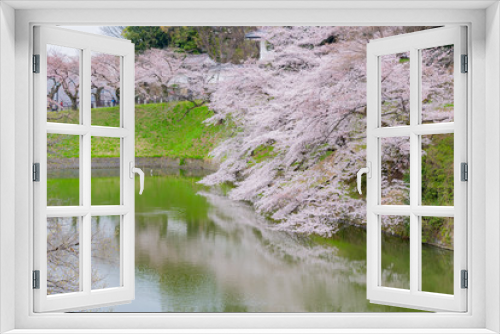 Fototapeta Naklejka Na Ścianę Okno 3D - 東京千鳥ヶ淵の桜