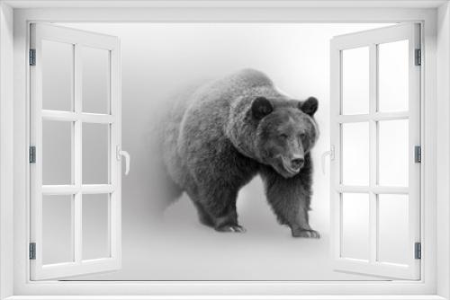 Fototapeta Naklejka Na Ścianę Okno 3D - Grizzly bear  beautifull nature wildlife animal collection