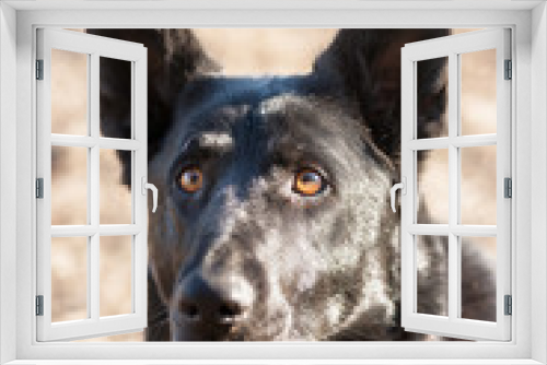 Fototapeta Naklejka Na Ścianę Okno 3D - Alert Black German Shepherd