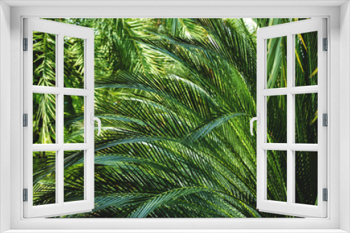Fototapeta Naklejka Na Ścianę Okno 3D - Palm leaves, coconut leaves. greenery background. Tropical leaf background