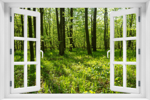 Fototapeta Naklejka Na Ścianę Okno 3D - Forest trees. Nature green wood sunlight backgrounds