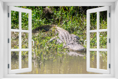 Fototapeta Naklejka Na Ścianę Okno 3D - See you later, alligator
