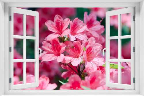 Fototapeta Naklejka Na Ścianę Okno 3D - Japanische Azalee (Rhododendron japonicum) im Garten