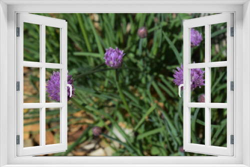 Fototapeta Naklejka Na Ścianę Okno 3D - Ciboulette en fleurs