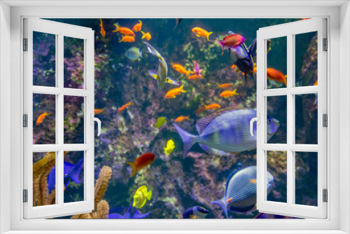 Fototapeta Naklejka Na Ścianę Okno 3D - colorful reef fishes