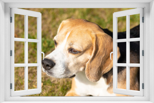 Fototapeta Naklejka Na Ścianę Okno 3D - beagle head portrait in the grass