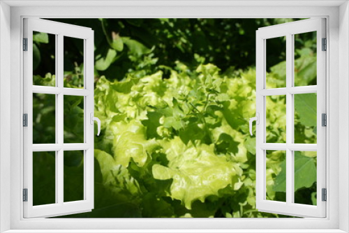 Fototapeta Naklejka Na Ścianę Okno 3D - Green salad closeup on the garden.