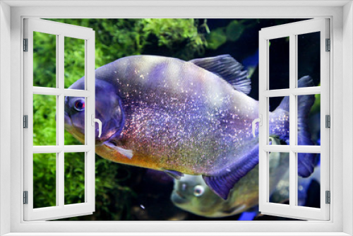 Fototapeta Naklejka Na Ścianę Okno 3D - Portrait eines Piranha