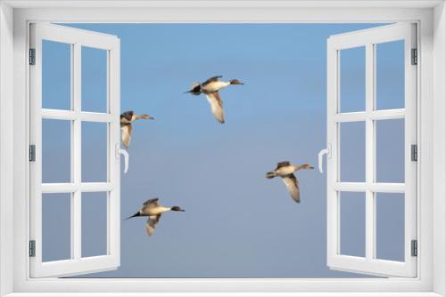 Fototapeta Naklejka Na Ścianę Okno 3D - Flock of Common Pintail Ducks