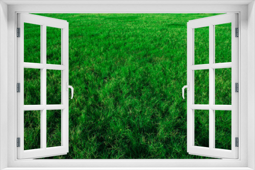 Fototapeta Naklejka Na Ścianę Okno 3D - fresh green grass on the field, green grass texture