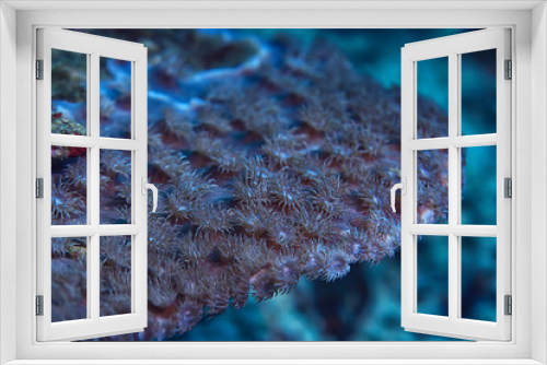 Fototapeta Naklejka Na Ścianę Okno 3D - underwater scene / coral reef, world ocean wildlife landscape