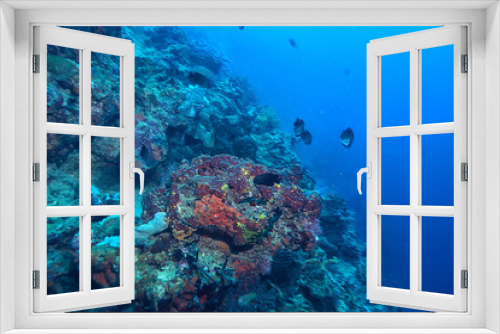 Fototapeta Naklejka Na Ścianę Okno 3D - underwater scene / coral reef, world ocean wildlife landscape