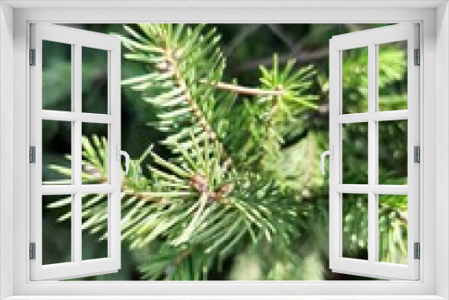 Fototapeta Naklejka Na Ścianę Okno 3D - A green tree