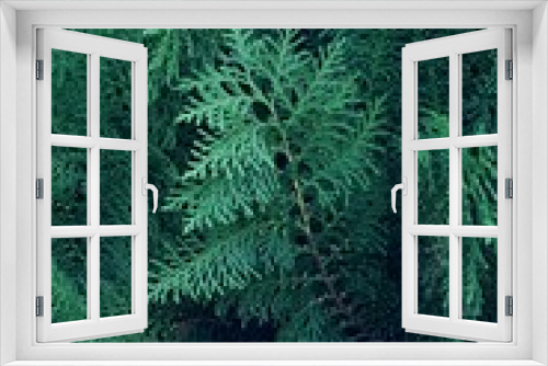 Fototapeta Naklejka Na Ścianę Okno 3D - Green pine leaf texture pattern background