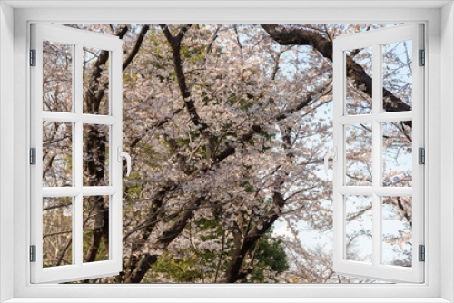 Fototapeta Naklejka Na Ścianę Okno 3D - Sakura (Cherry Blossom)  blooming in spring around Ueno Park in Tokyo , Japan.