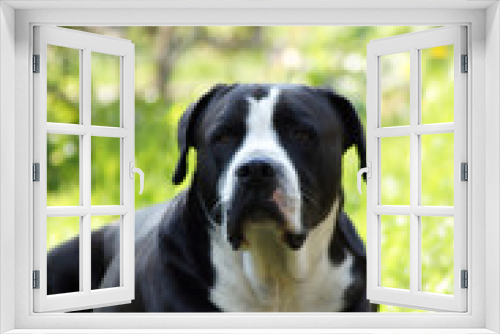 Fototapeta Naklejka Na Ścianę Okno 3D - Schwarze Bulldogge liegt auf der grünen Wiese
