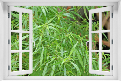 Fototapeta Naklejka Na Ścianę Okno 3D - chanvre indien, cannabis