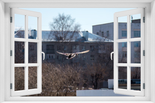 Fototapeta Naklejka Na Ścianę Okno 3D - duck flies in a city park