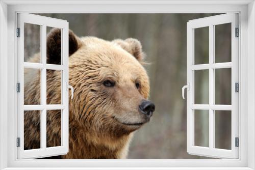 Fototapeta Naklejka Na Ścianę Okno 3D - The brown bear in nature