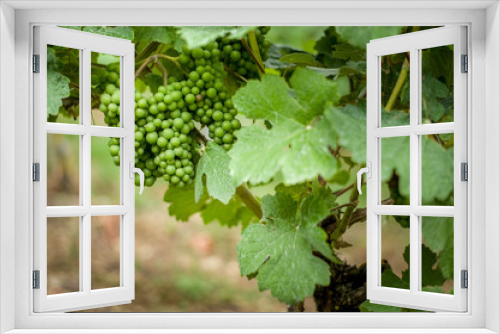 Fototapeta Naklejka Na Ścianę Okno 3D - Grapevine with unripe green and blue grapes. German vineyard.