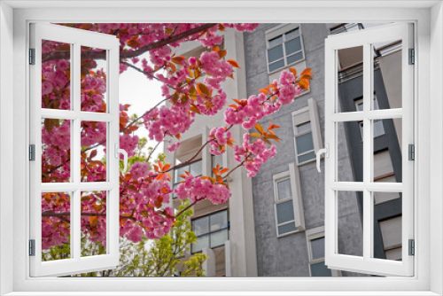 Fototapeta Naklejka Na Ścianę Okno 3D - Cherry Tree in front of building, Hanami_2